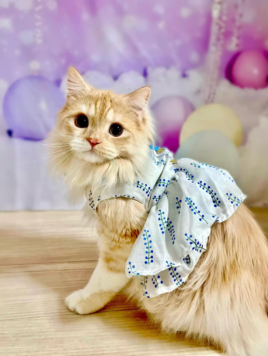 ぽむちゃん ぽむちゃん