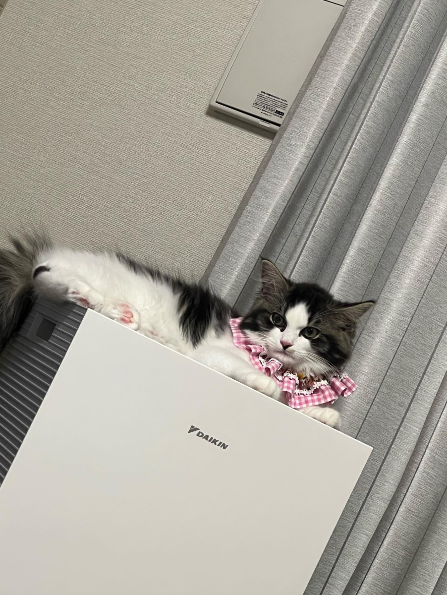 ルナちゃん ルナちゃん