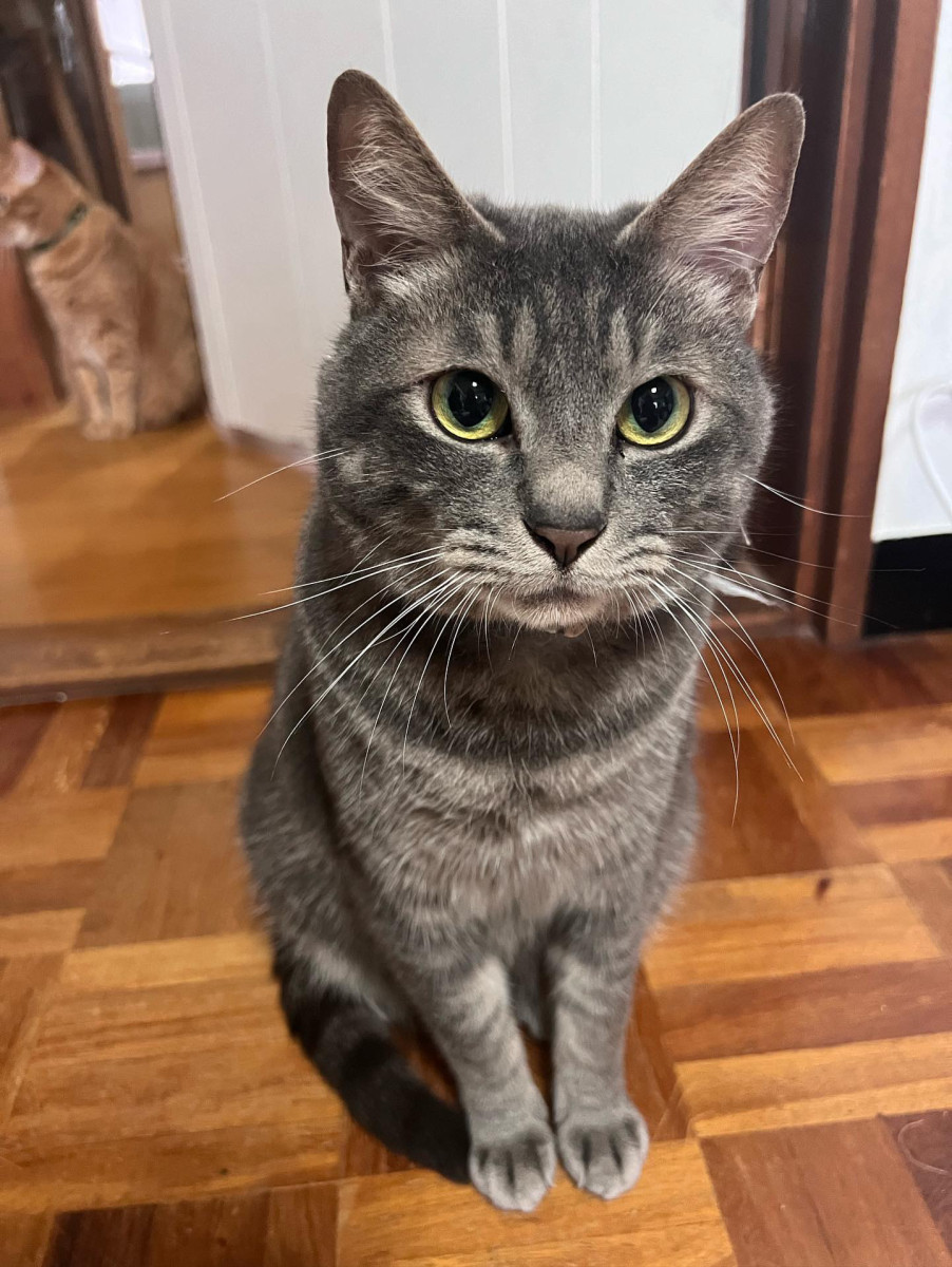 ロンちゃん ロンちゃん