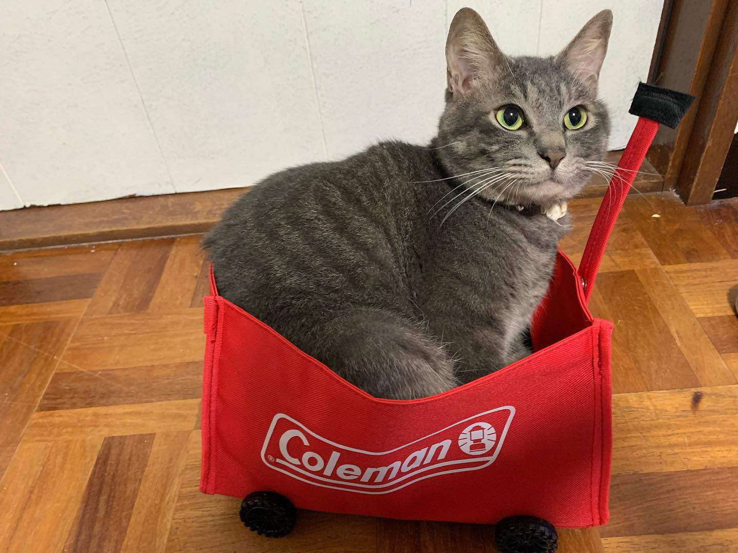 ロンちゃん ロンちゃん