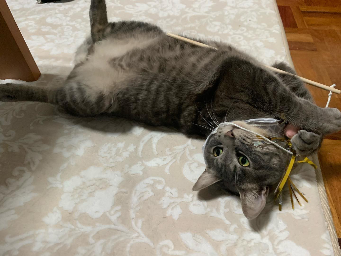 ロンちゃん ロンちゃん