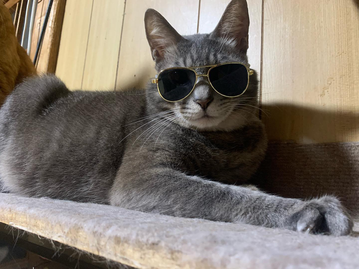 ロンちゃん ロンちゃん