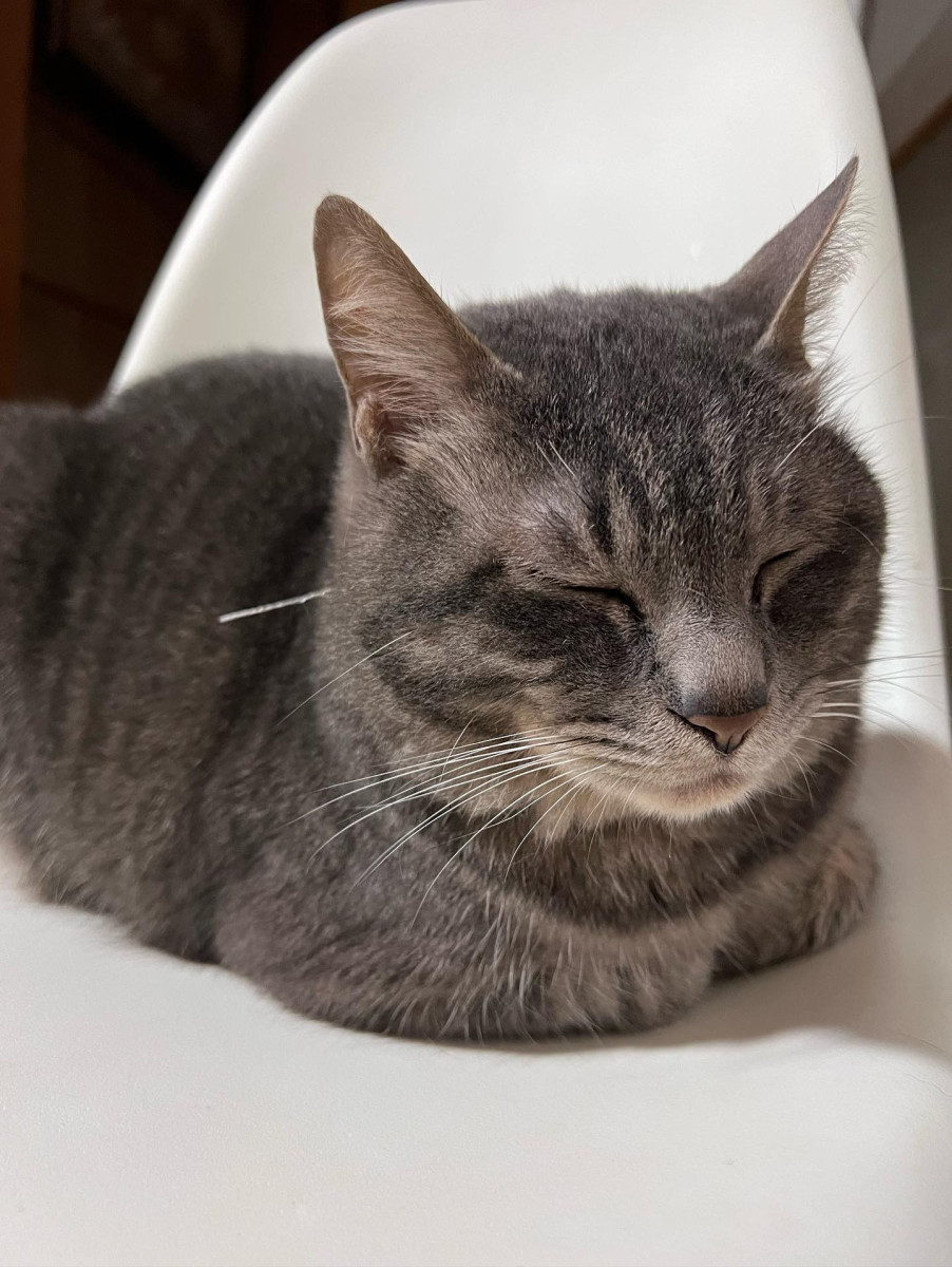 ロンちゃん ロンちゃん