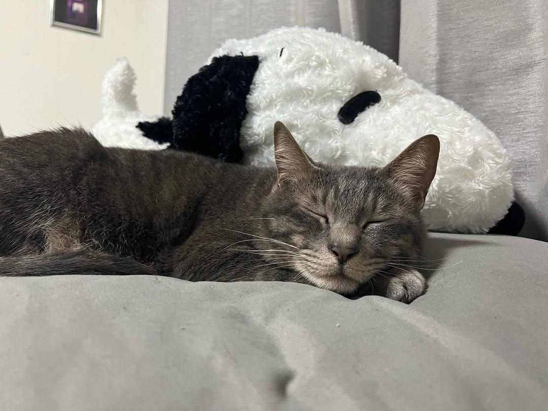 ロンちゃん ロンちゃん