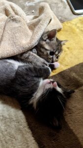 【効果的】子猫の噛み癖を直す対処方法5選