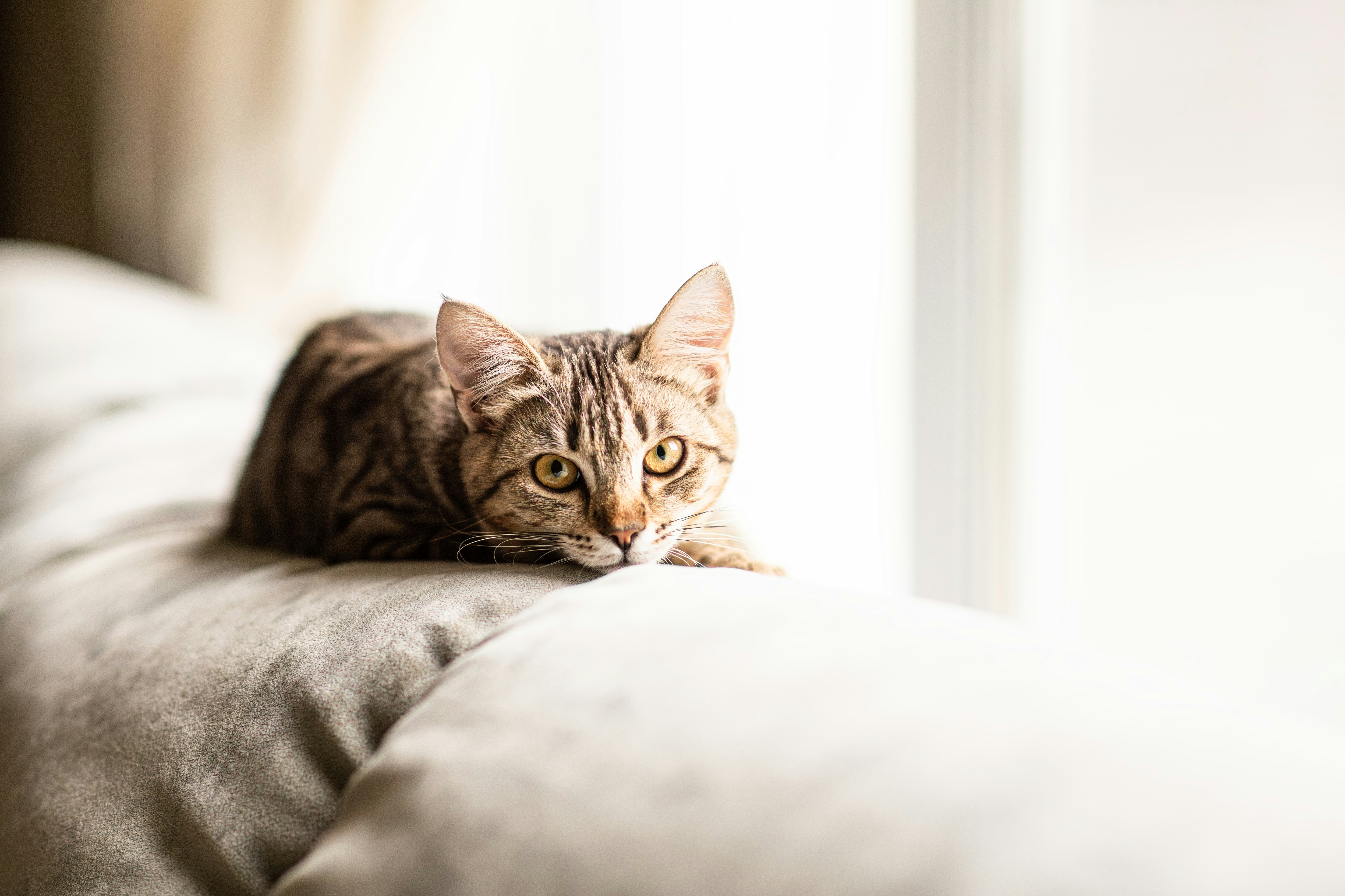 ソファでくつろぐ成猫