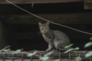 外を眺めるキジトラ猫