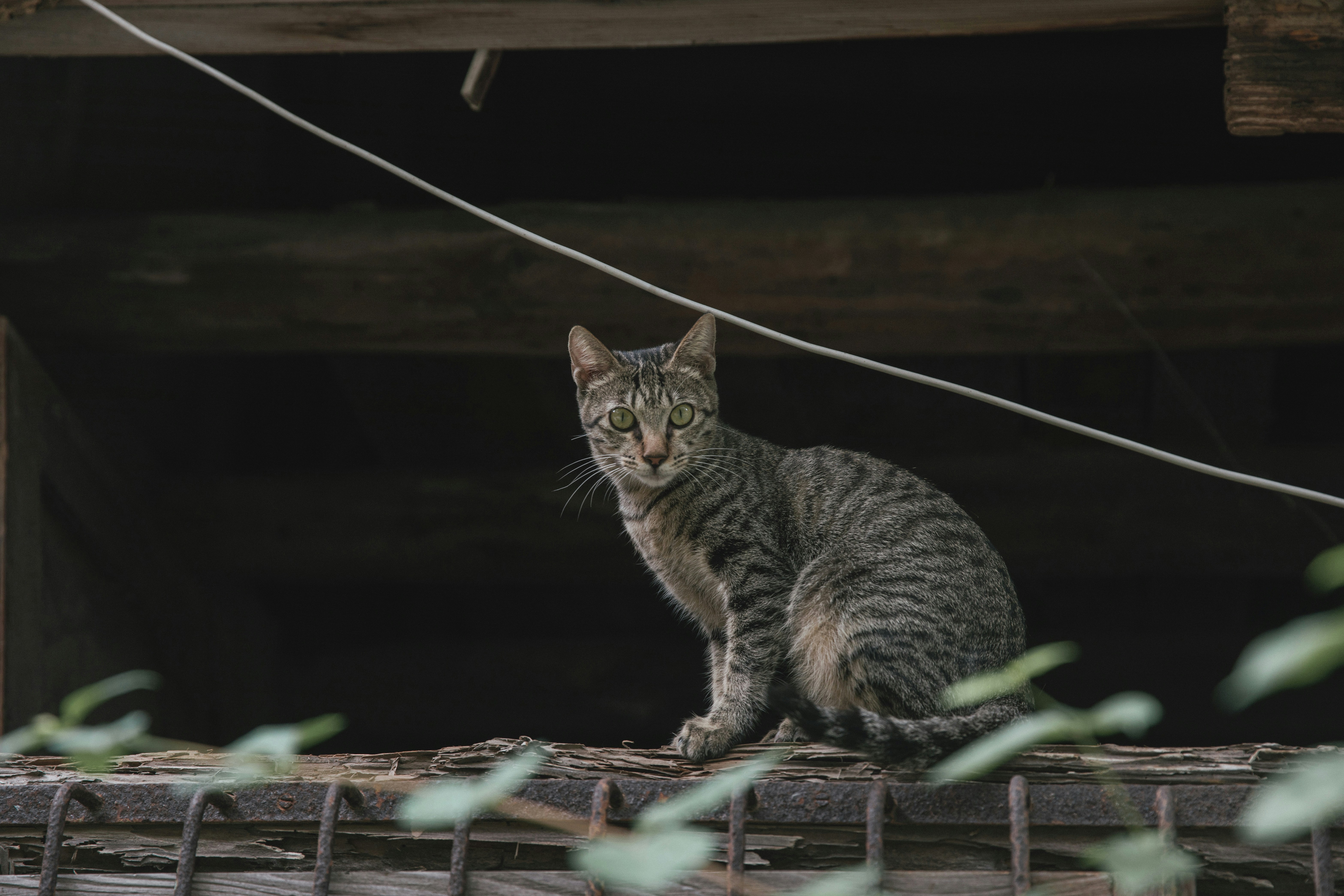 外を眺めるキジトラ猫