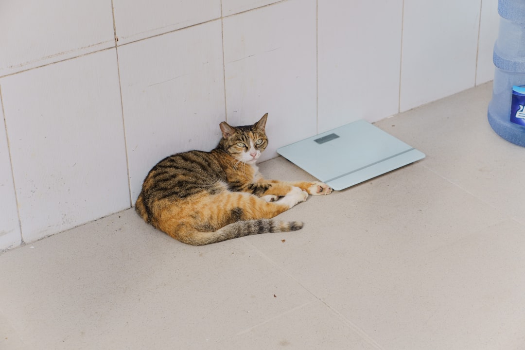 体重計の横でくつろぐ猫