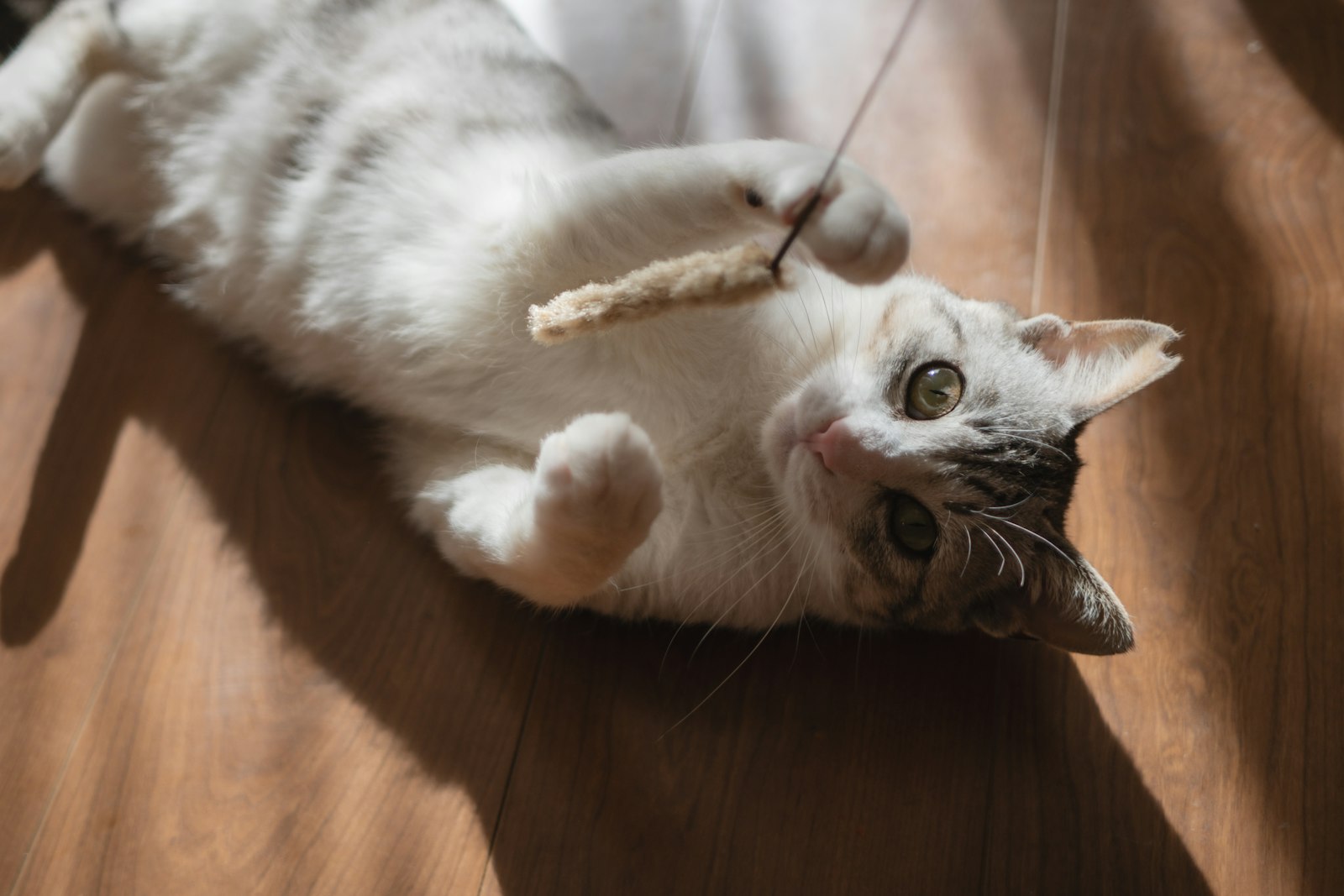 仰向けでおもちゃと遊ぶ猫