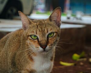 光を集中して見つめる猫の目