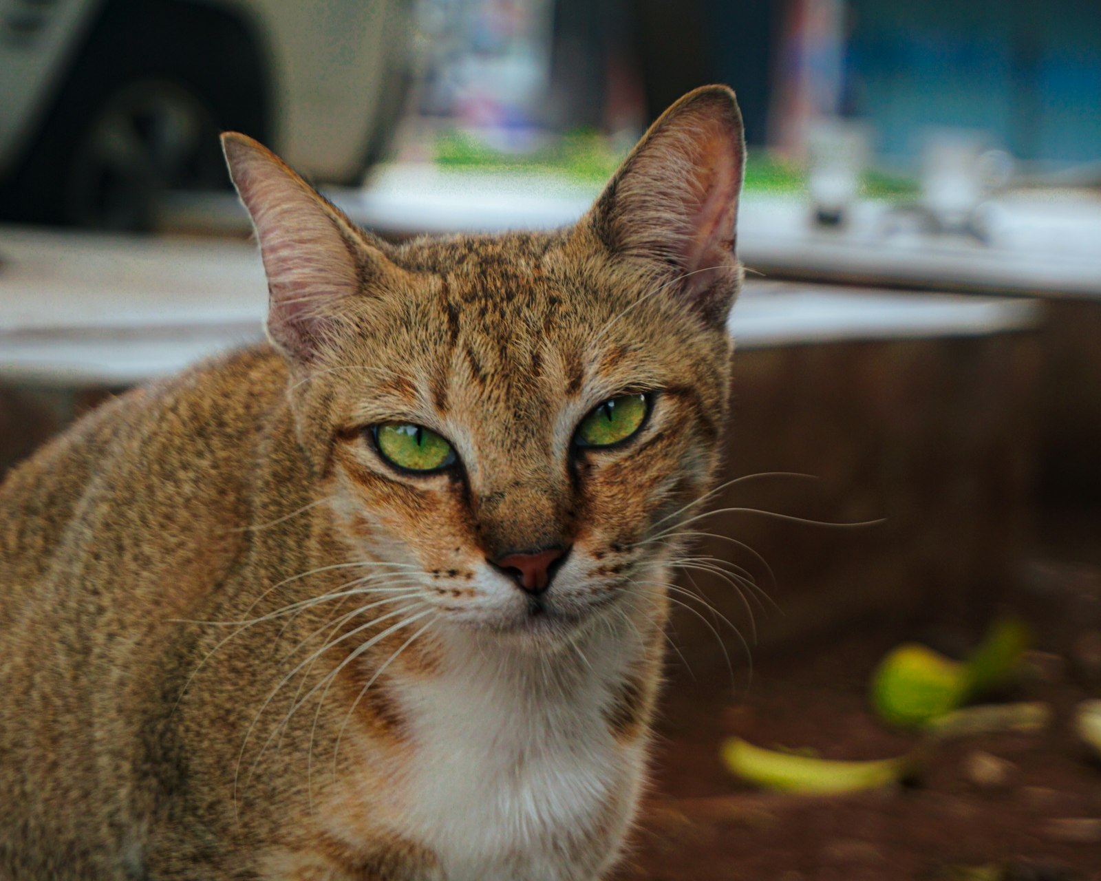 光を集中して見つめる猫の目