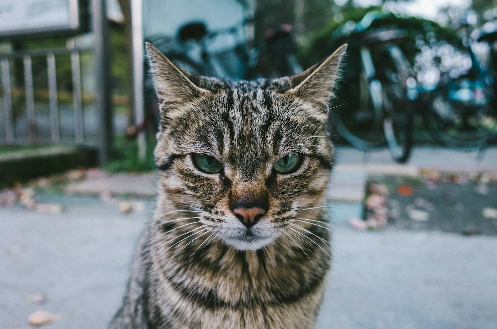 狩猟本能を発揮する茶トラ猫