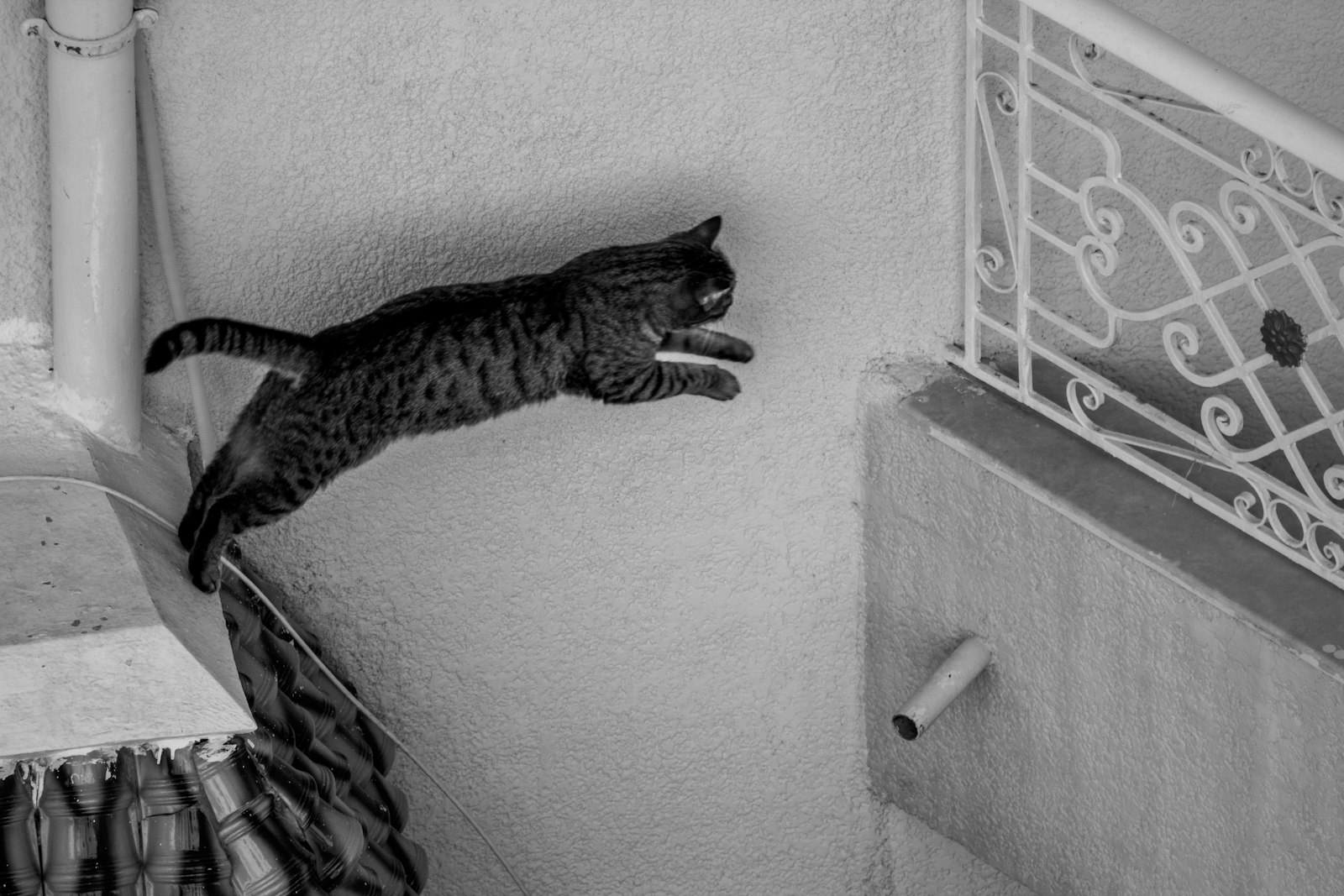 壁を飛び越える茶トラ猫