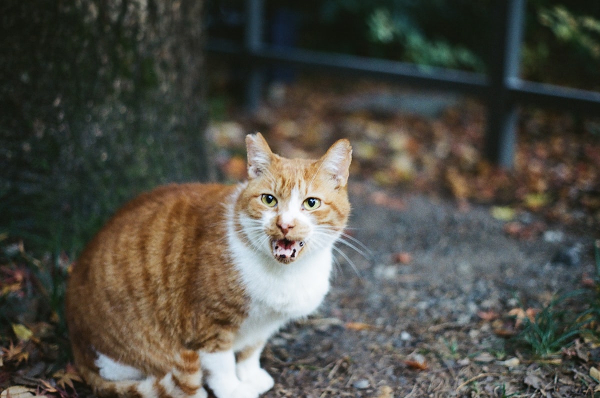 口を開けて短く鳴いている茶白の猫
