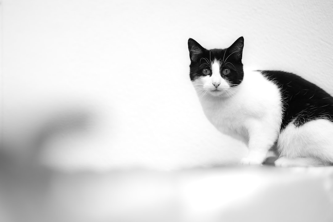 カメラ目線でこちらを見る白黒の猫