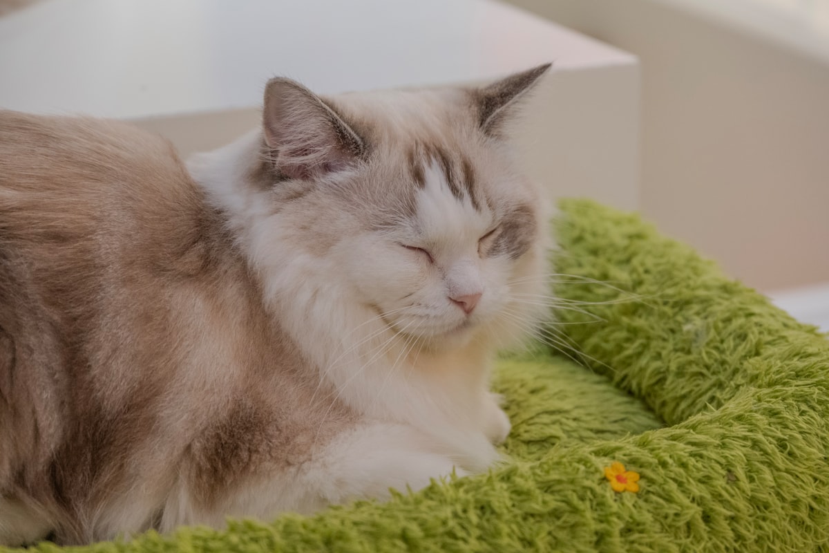 ふわふわの快適なベッドで休む猫