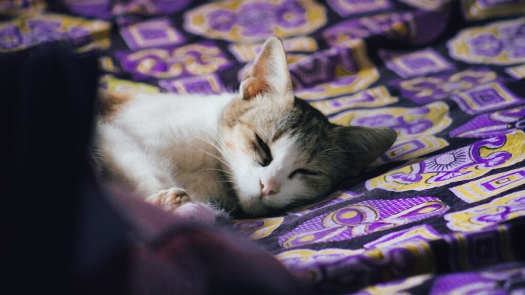 眠る三毛猫（猫の睡眠時間ガイド）