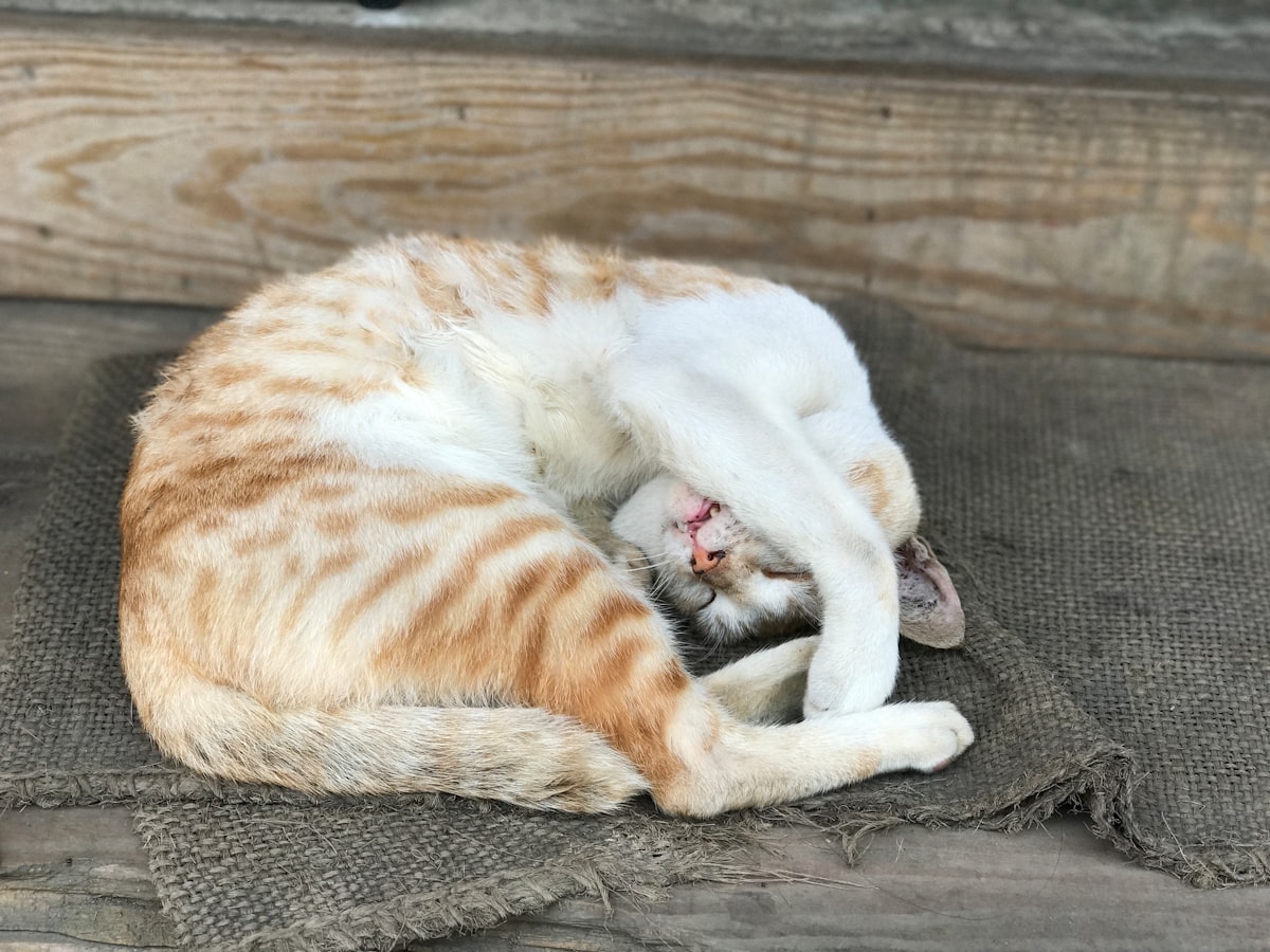 丸まって眠る子猫