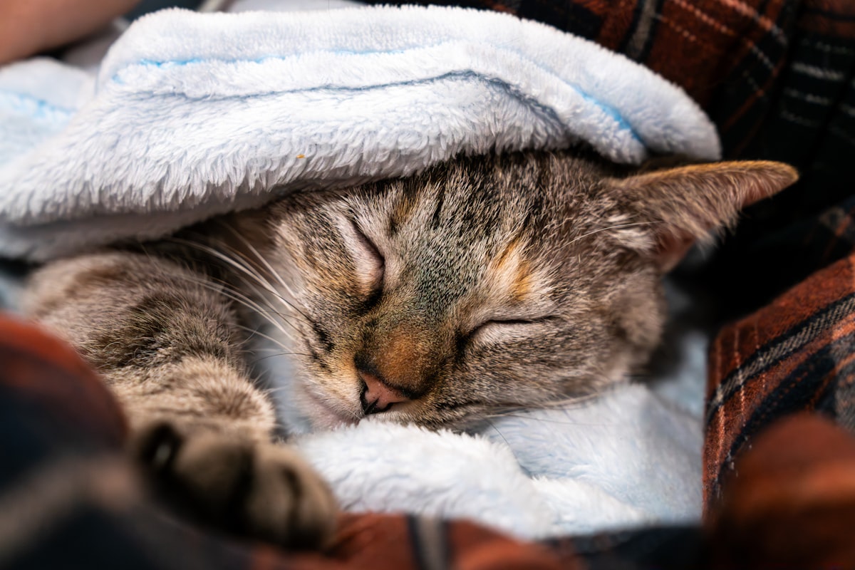 冬にブランケットの下で眠る猫