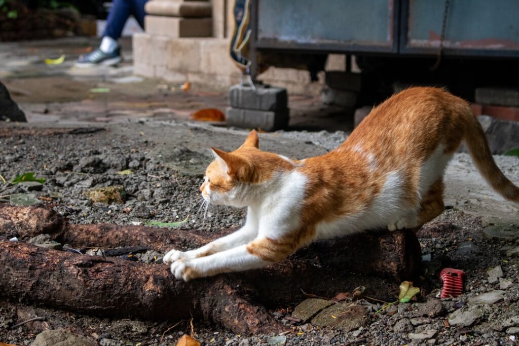 背中を丸めてアーチ姿勢を取る猫