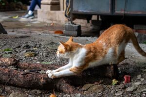 背中を丸めてアーチ姿勢を取る猫