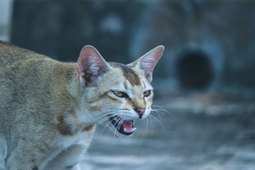 口を開けて威嚇する猫のクローズアップ