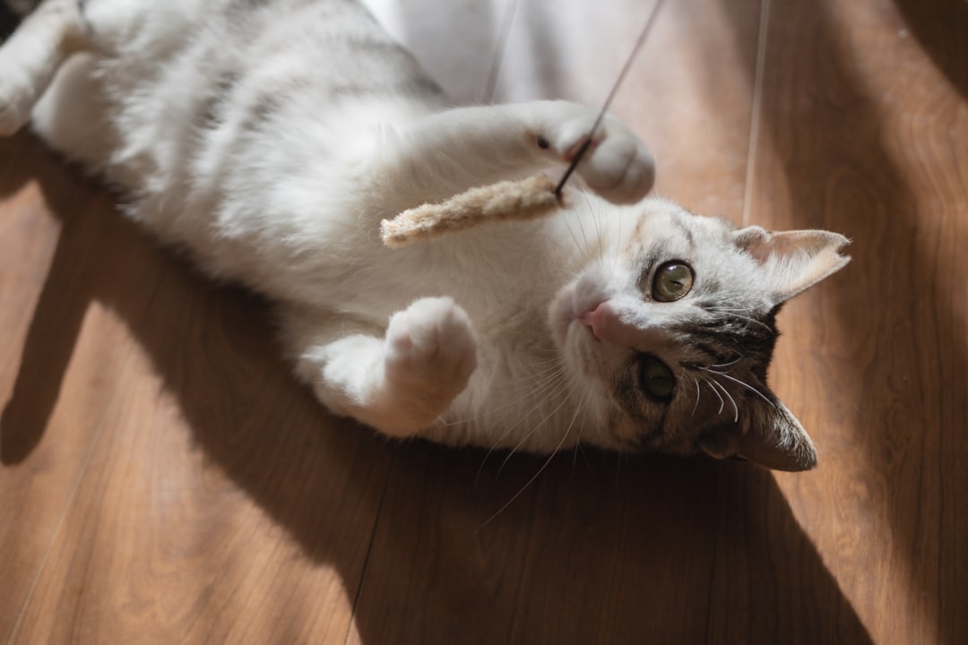 おもちゃで遊ぶ猫