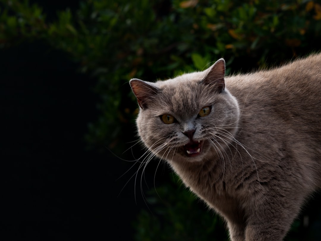 鋭い目で警戒する灰色の猫