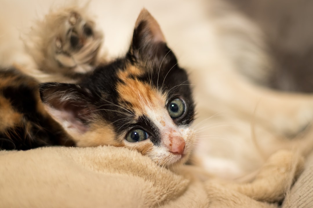 カメラを見つめる小さな三毛子猫