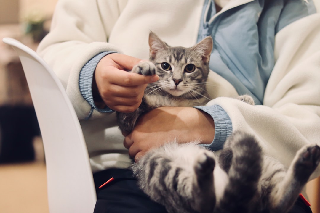 飼い主に優しく撫でられる猫