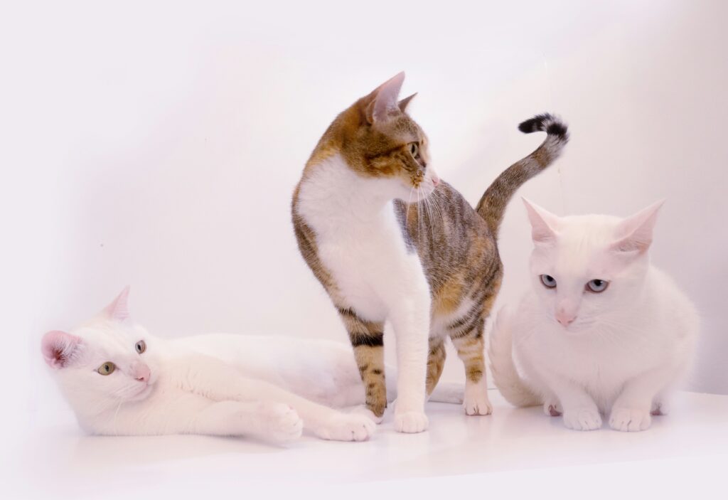 様々な毛色の猫たちが並んだ写真