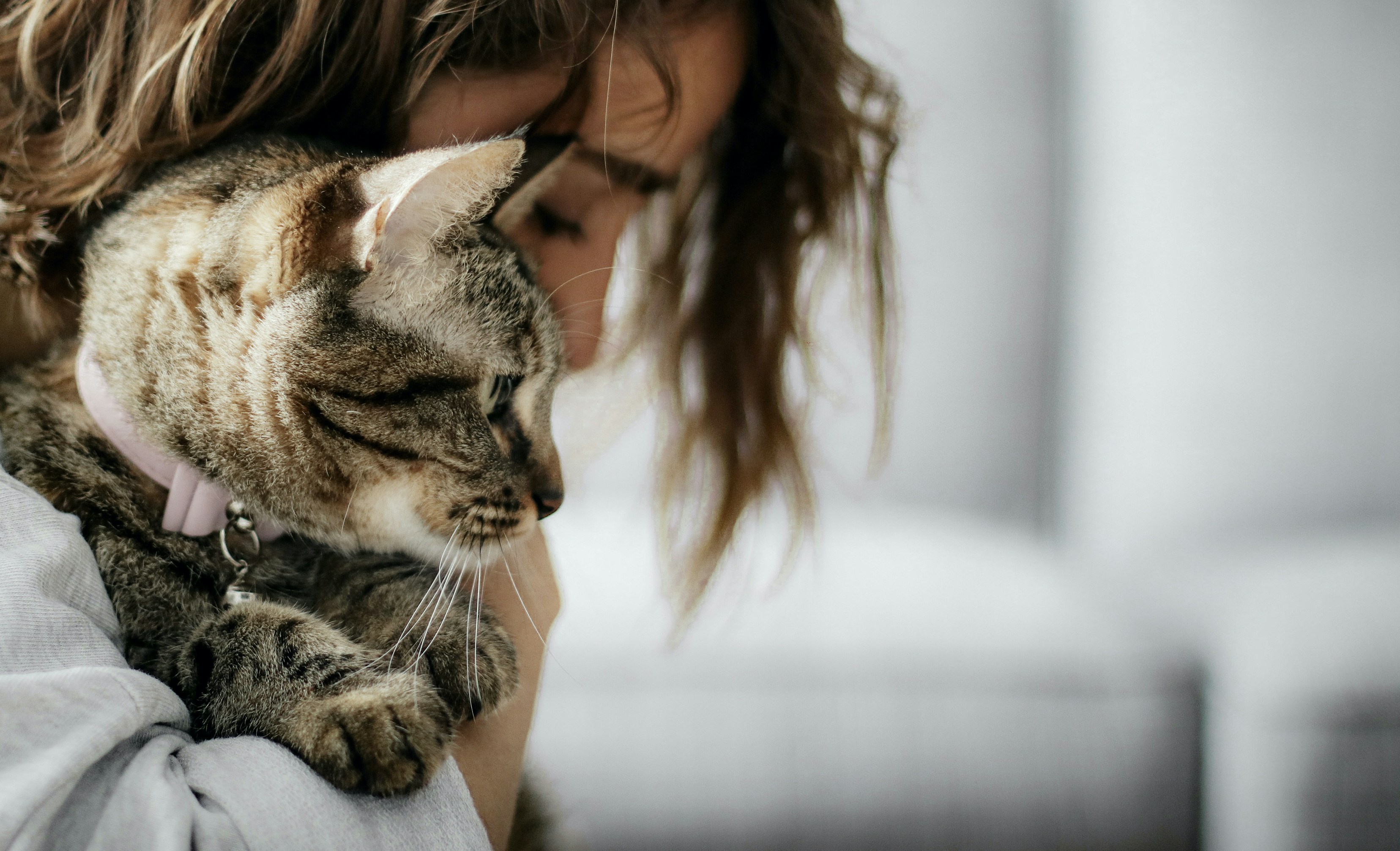 飼い主に抱かれて甘える猫