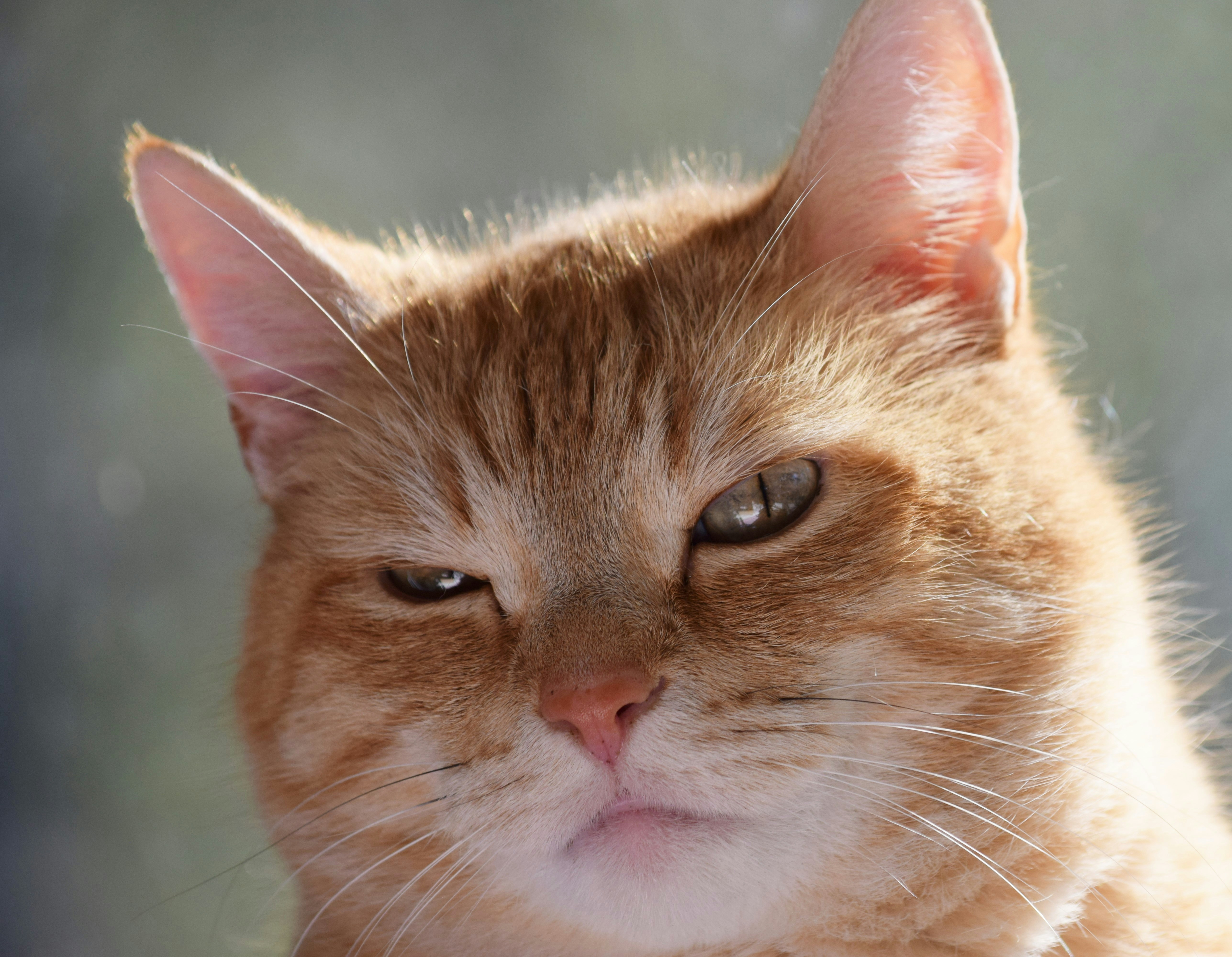 顔つきで気持ちを表す猫のアップ