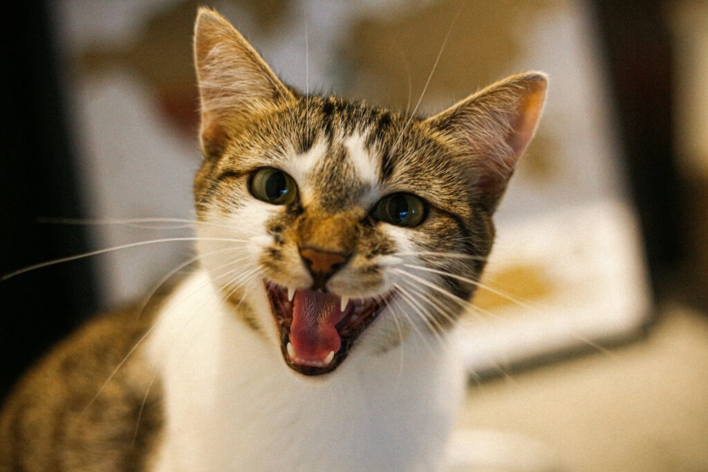 口を開けて威嚇する猫