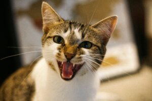 口を開けて威嚇する猫