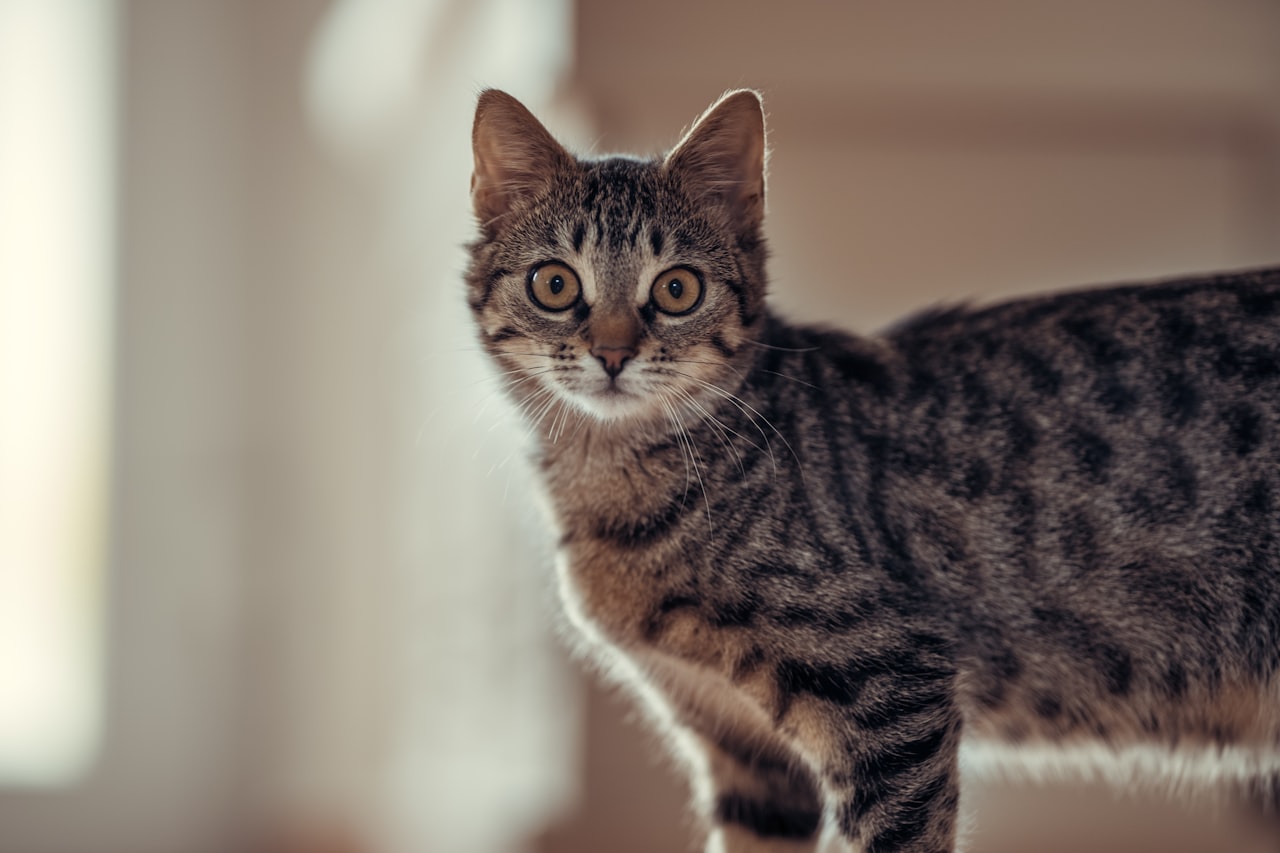 カメラを見つめる可愛い猫