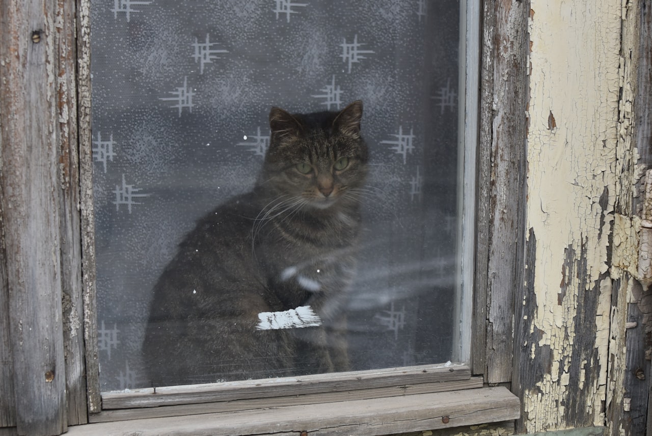 窓辺でくつろぐ完全室内飼育の猫
