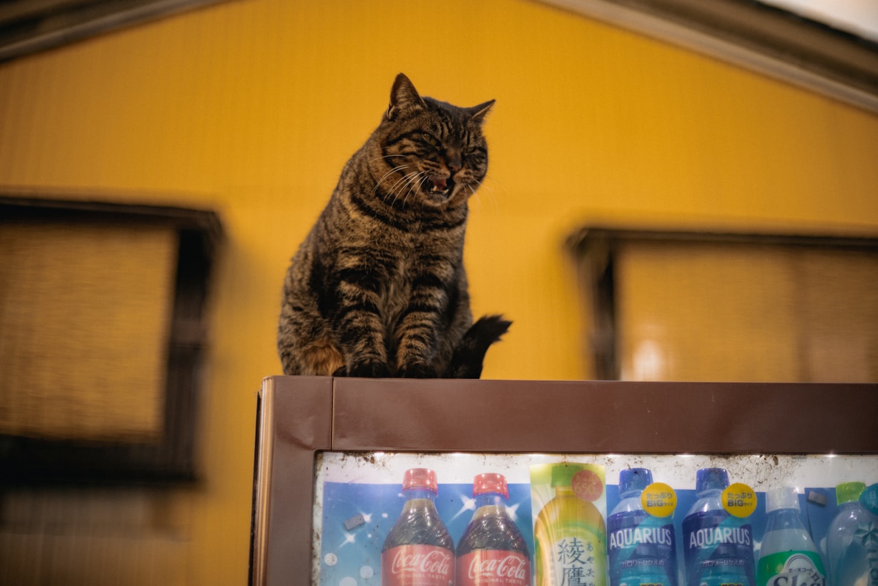 長寿傾向のある日本猫のタビー柄