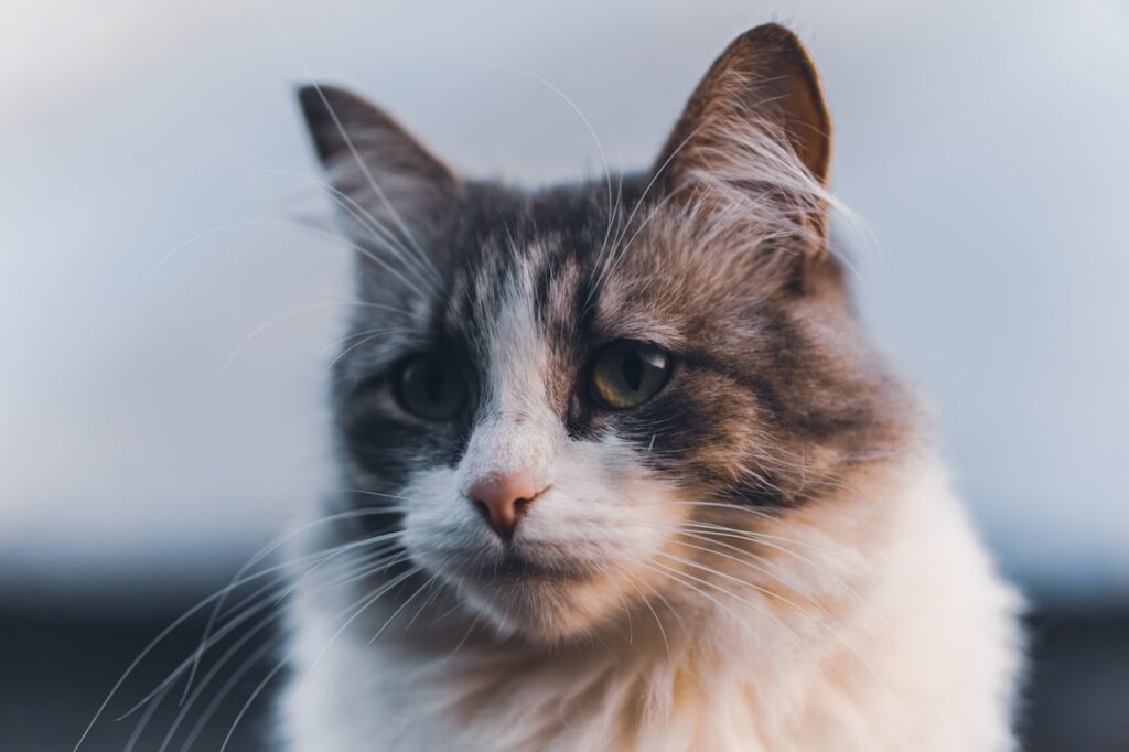 猫の平均寿命と長生きの秘訣を象徴する健康な猫のポートレート