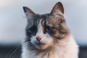 猫の平均寿命と長生きの秘訣を象徴する健康な猫のポートレート
