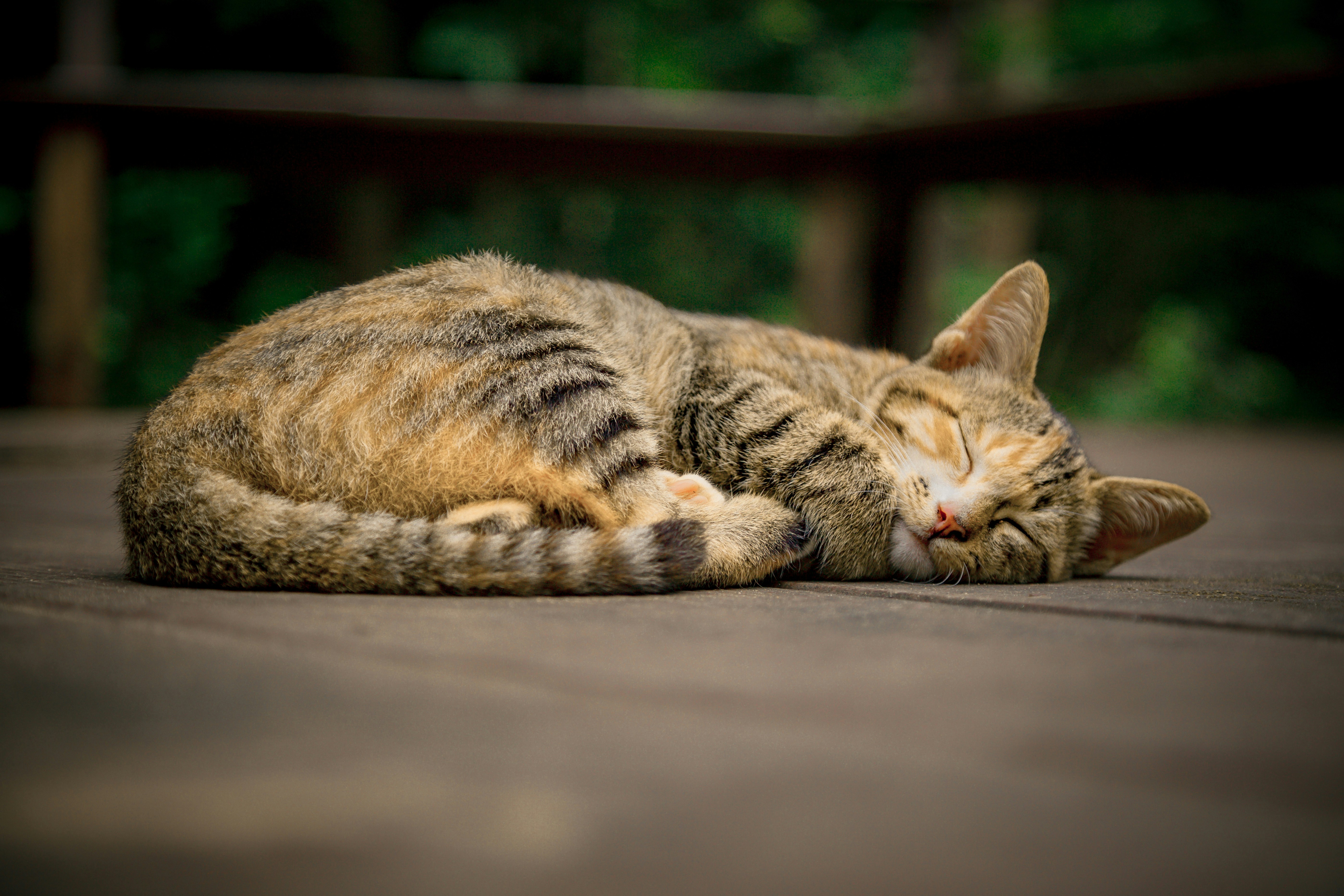 リラックスして眠る猫