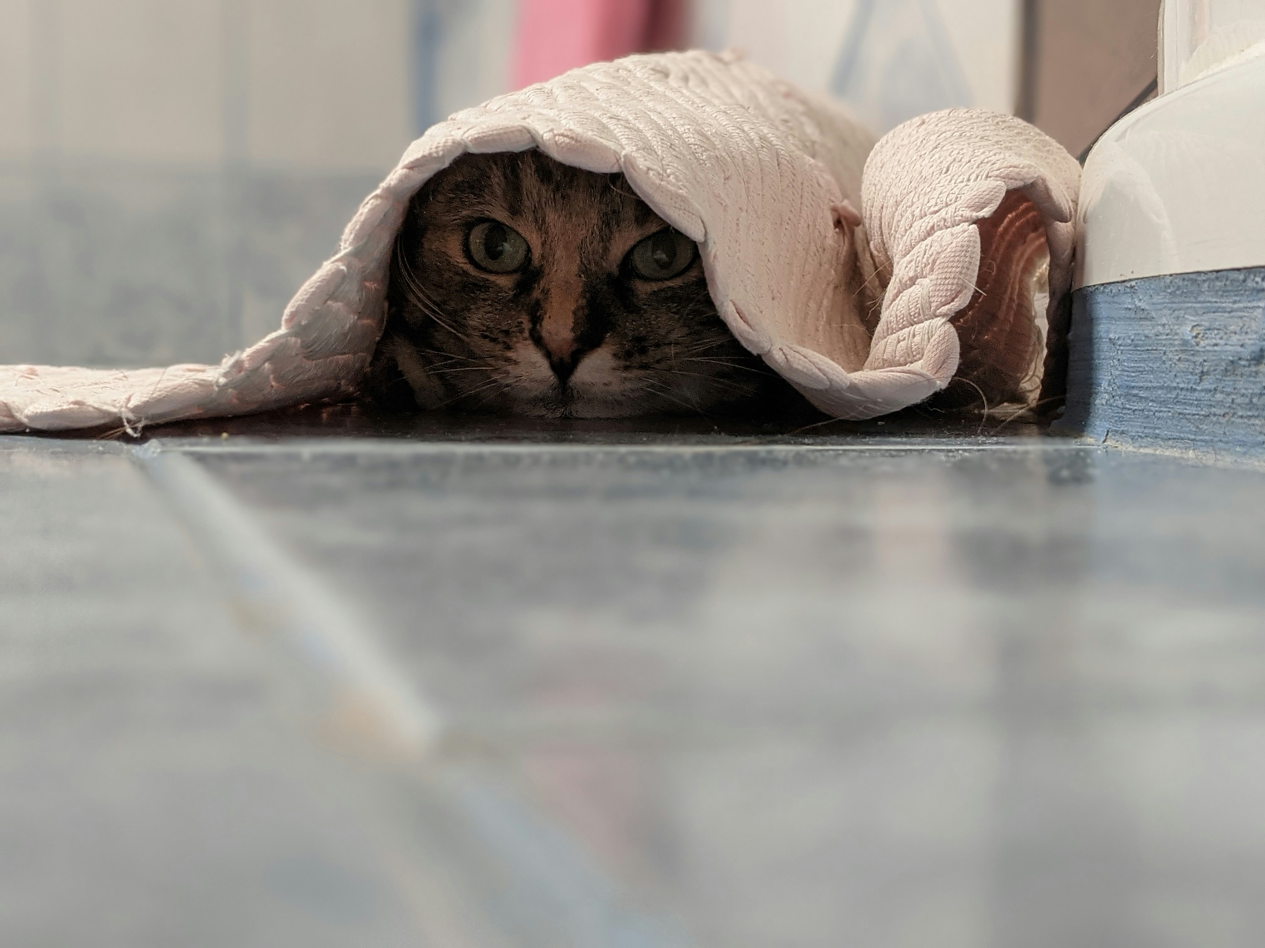 毛布に隠れて不安げな様子の猫
