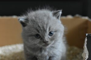 猫トイレと猫砂の飛び散り防止イメージ