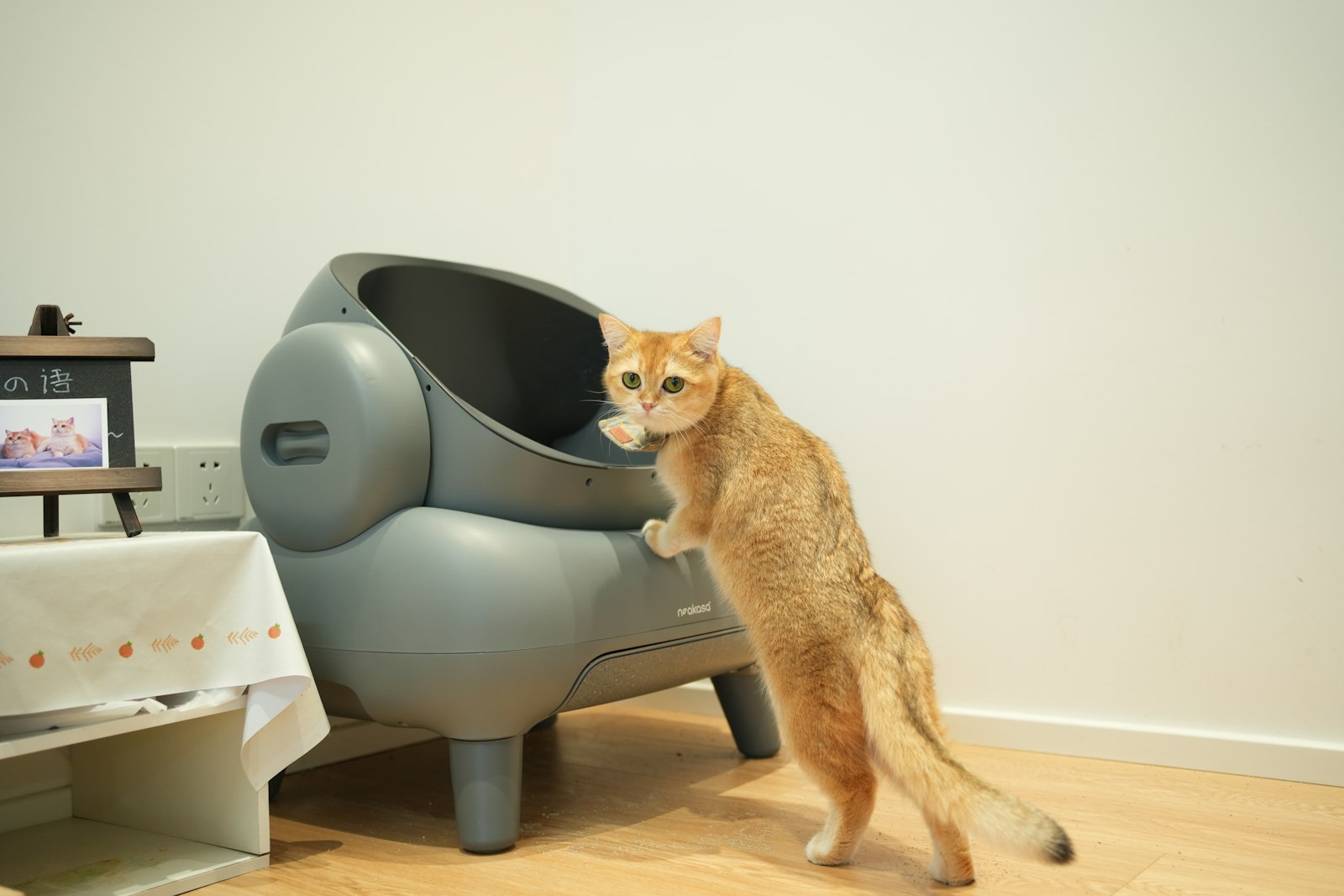 清潔に保たれた猫のトイレ周辺