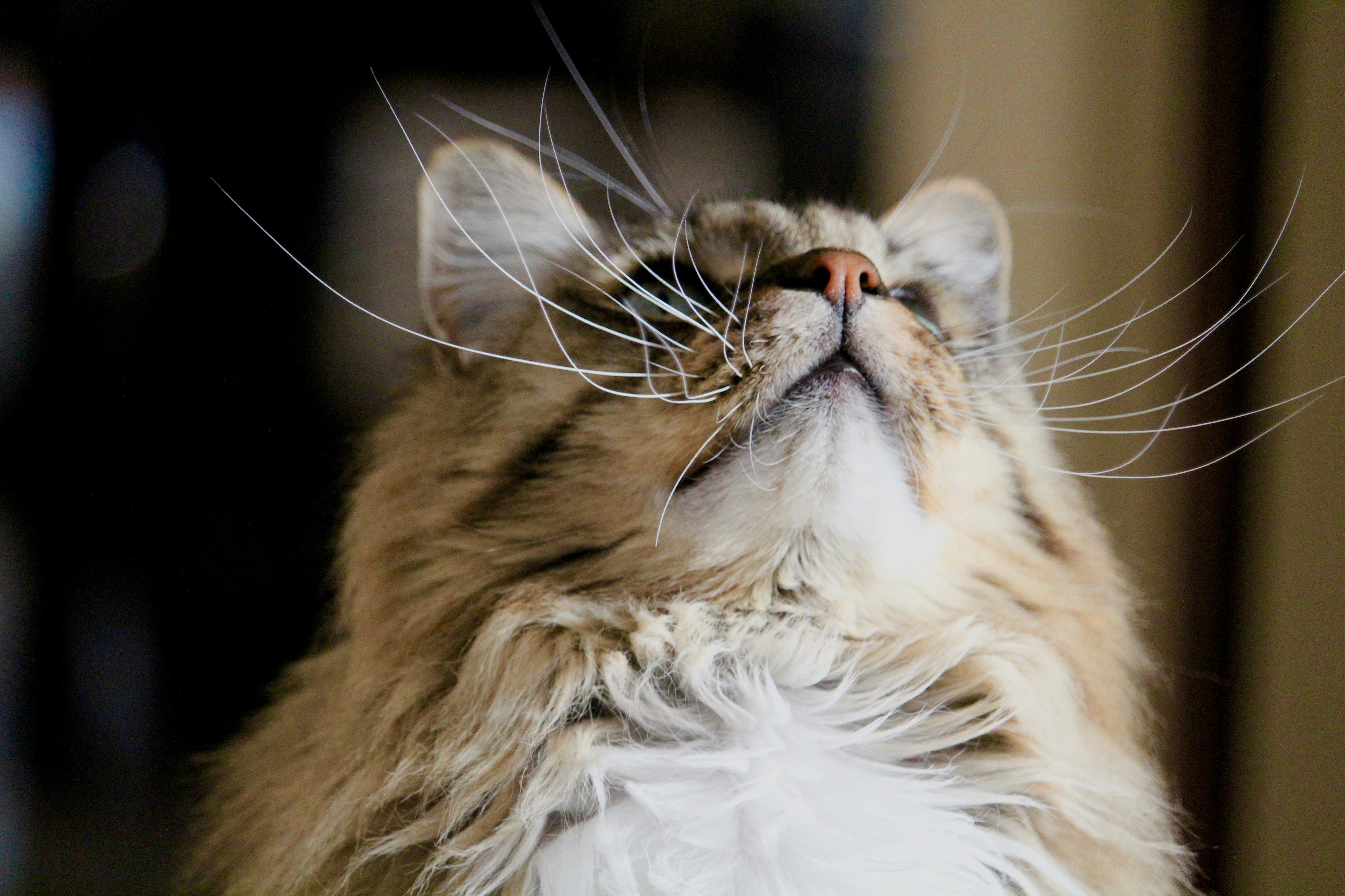 頬をすりすりする猫
