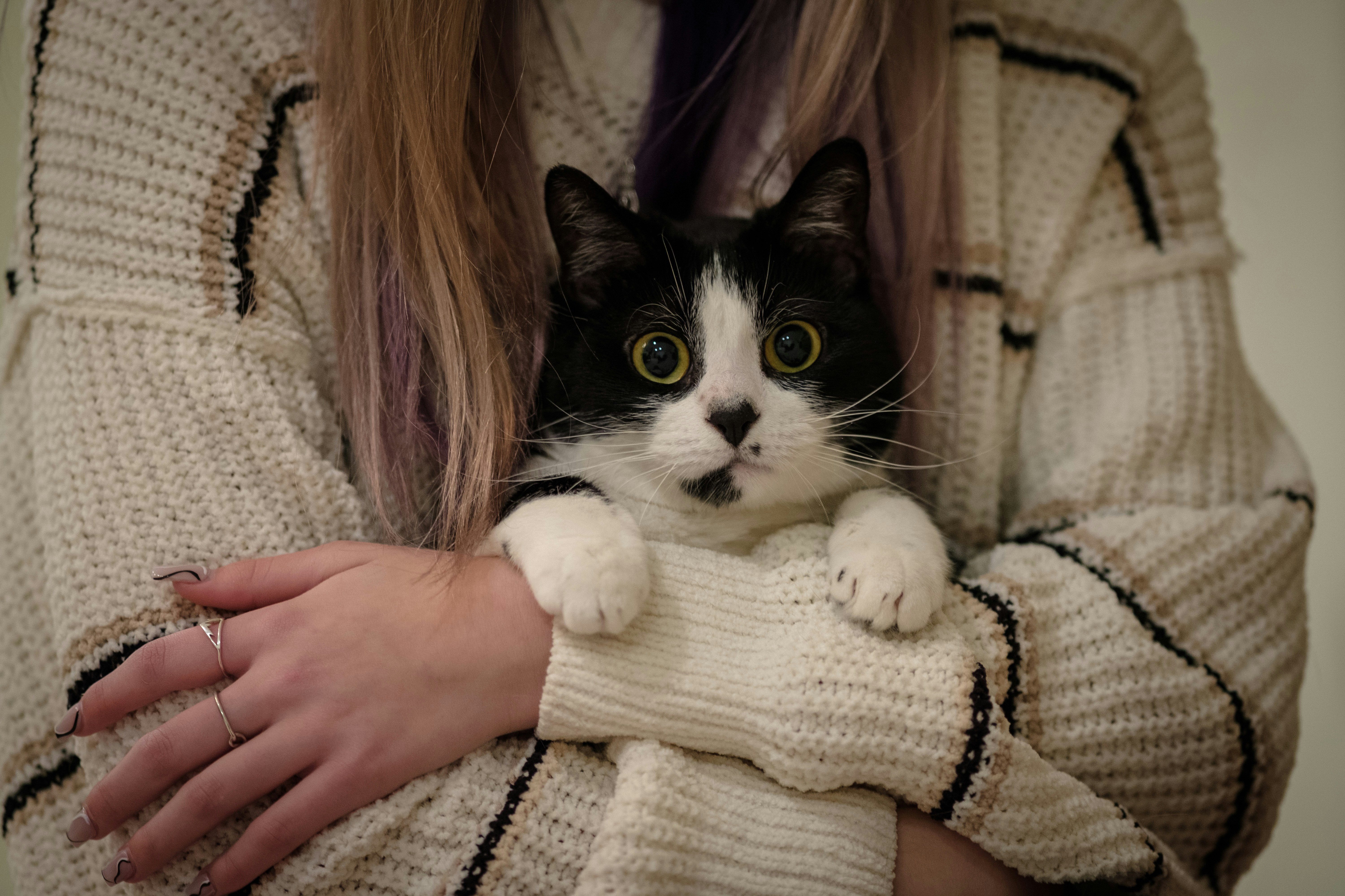 飼い主の腕に抱かれる白黒の猫
