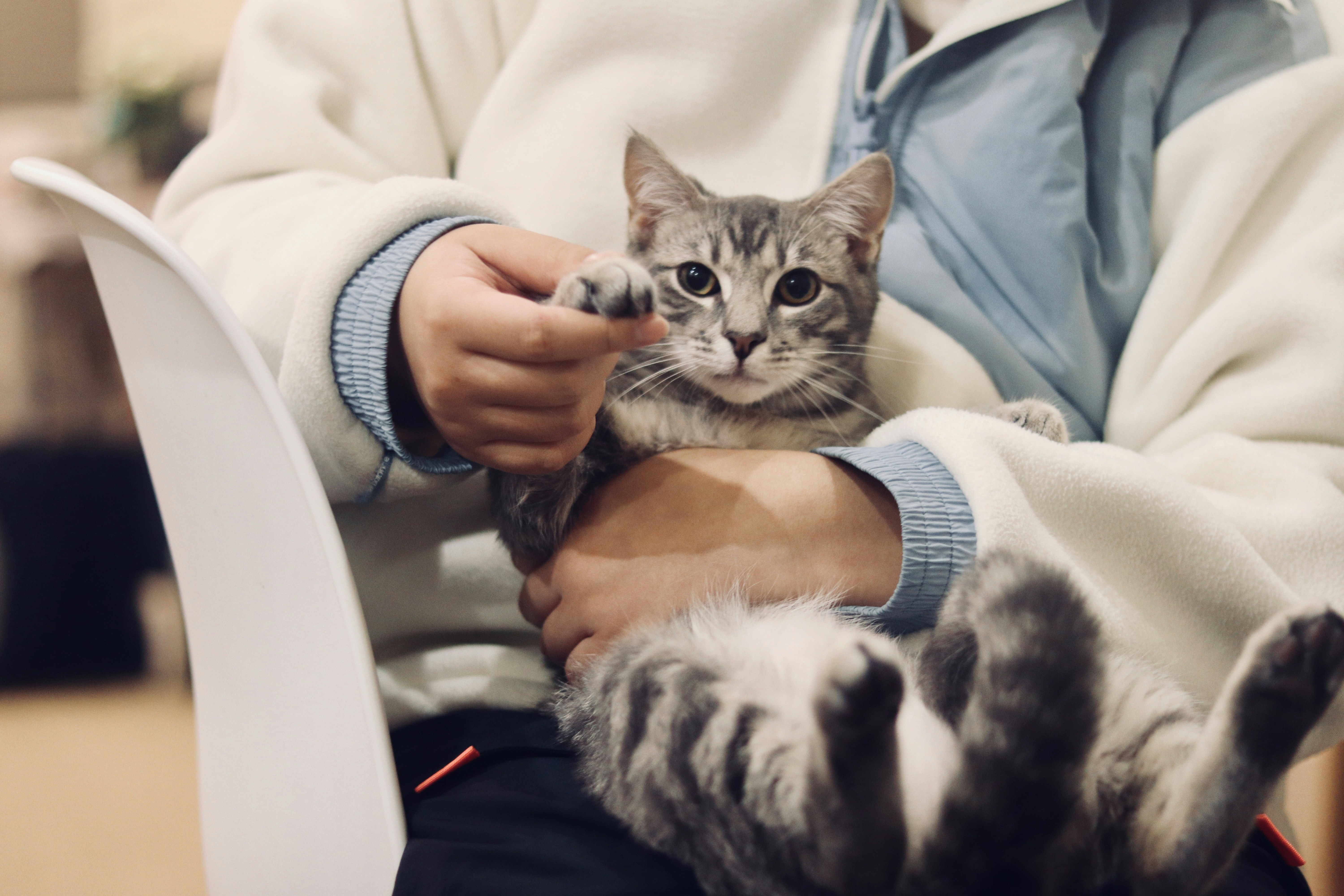 飼い主に抱かれ安心する猫