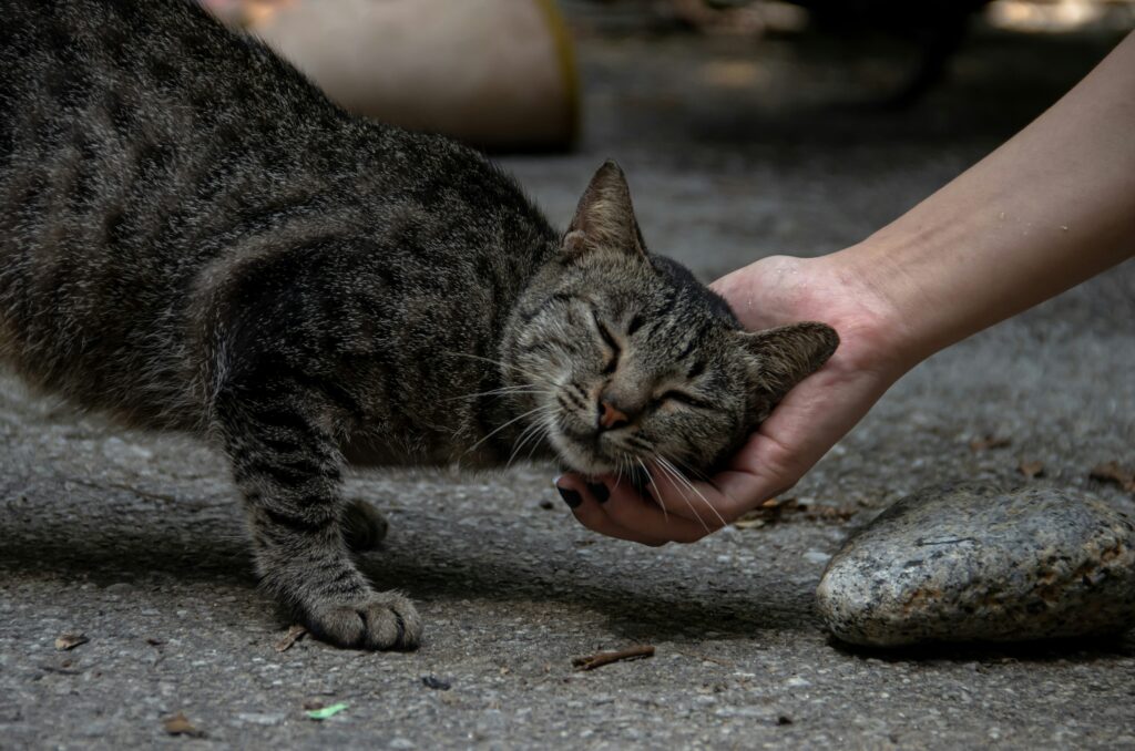 飼い主に撫でられてくつろぐ猫
