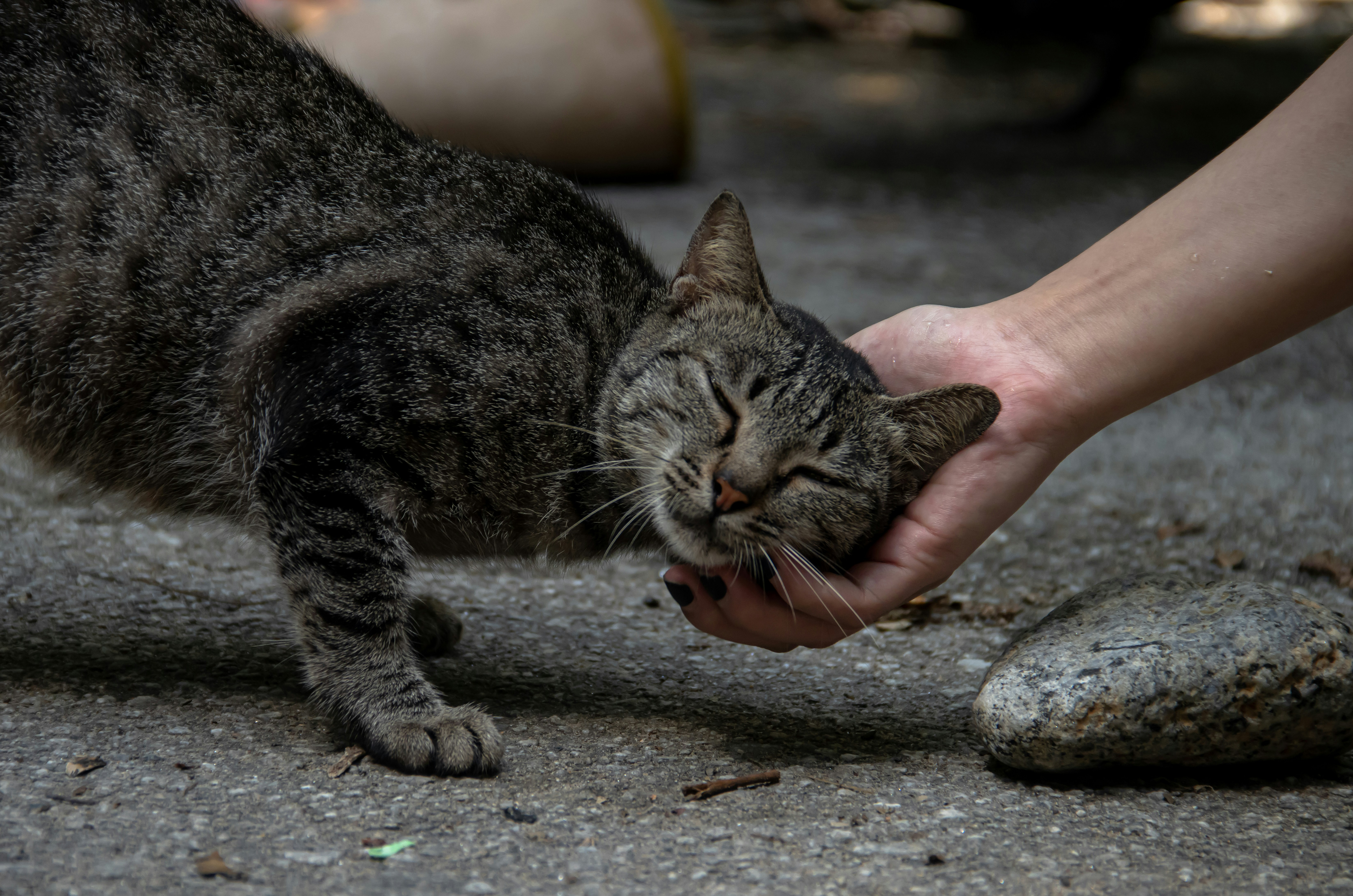 飼い主に撫でられてくつろぐ猫